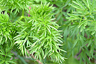 Silaum silaus Silaum silaus